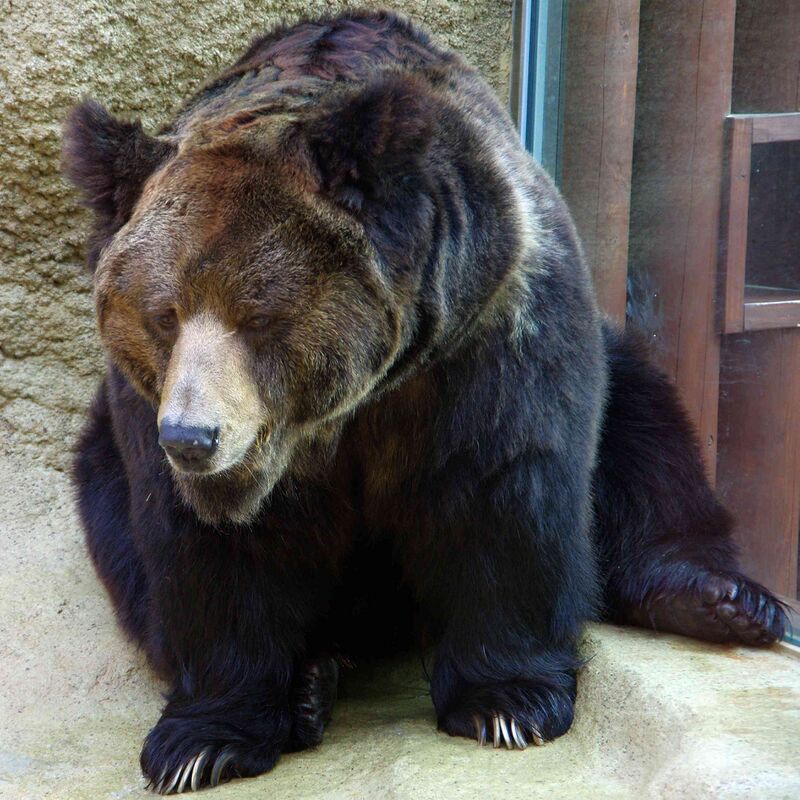 Тибетский бурый медведь — Энциклопедия Руниверсалис